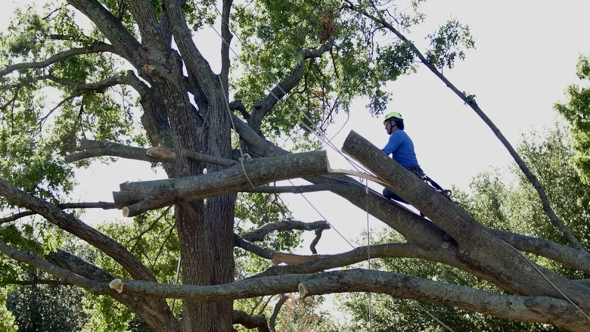 Professional Hazardous Tree Removal performed by certified arborists in Blevins