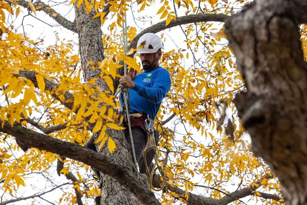 Skilled Tree Transplanting crew working in Blevins